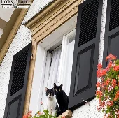 combination.cats.exterior.black.window